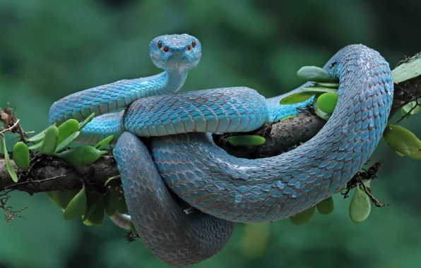 Snake, branch, Python, blue