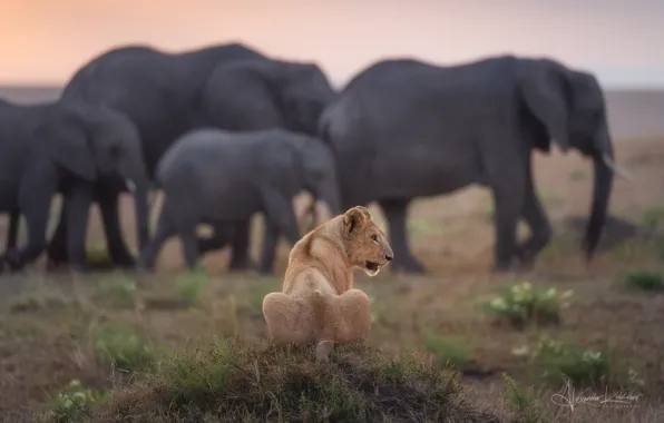 Elephants, lioness, Safari, Alexander Kukanov