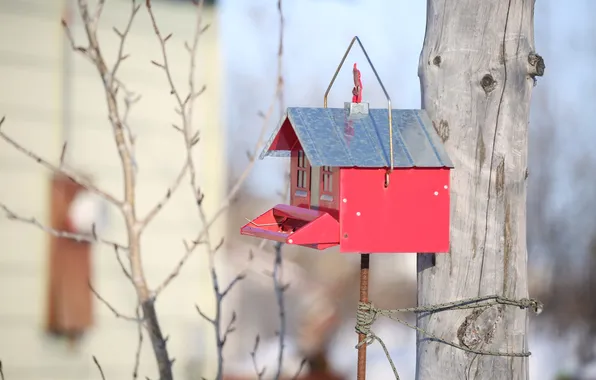 Nature, spring, house