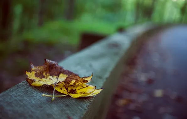 Autumn, leaves, maple