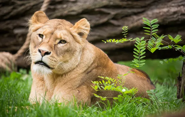Picture cat, grass, look, branch, lioness