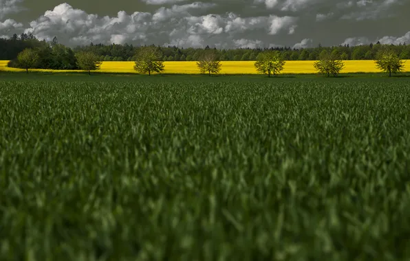 Picture field, summer, grass, trees, flowers, clouds, yellow