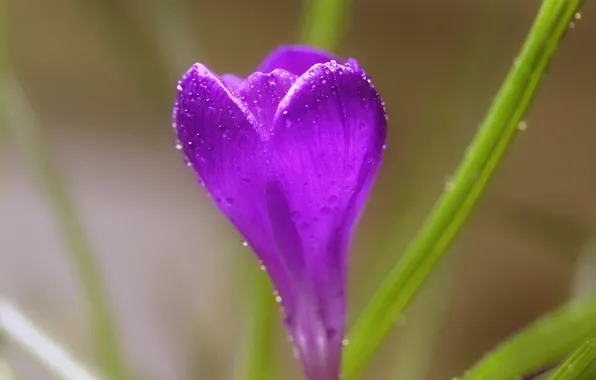 Water, drops, flowers, Rosa, petals, crocuses