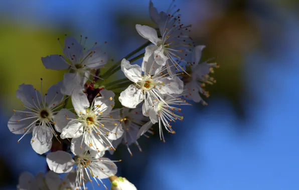 Picture flowers, branches, spring, petals, garden