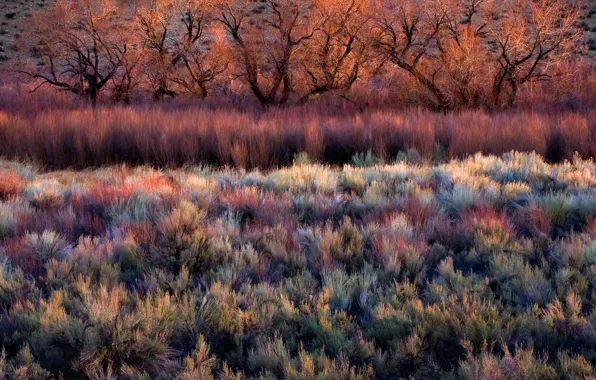 Picture trees, thickets, color, the bushes