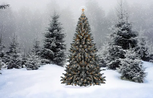 Snow, new year, spruce, tree