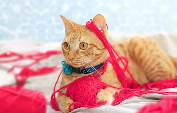 Cat, cat, look, tangle, pose, red, thread, face