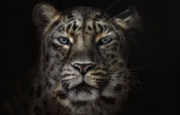Face, background, black, leopard