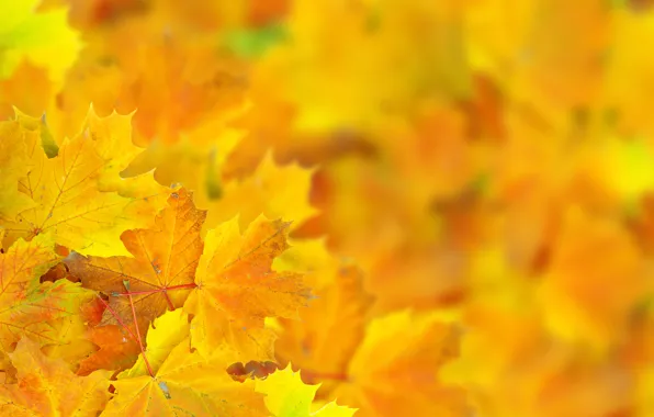 Picture autumn, leaves, macro, bokeh