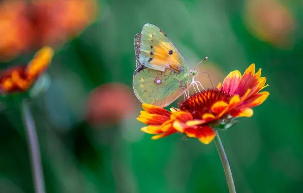 Flower, macro, butterfly, green background, gaylardiya