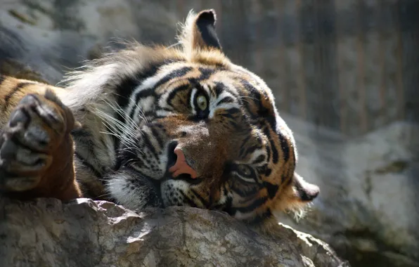 Tiger, muzzle, lies, striped, the family cat