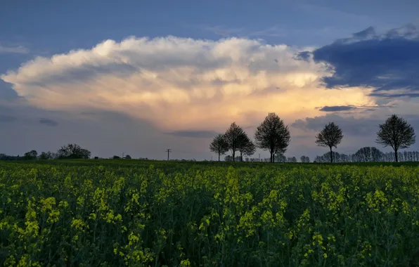Field, the sky, clouds, trees, flowers, rape, rapeseed field