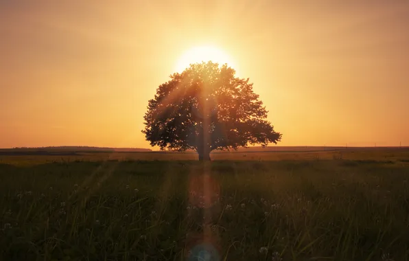 Field, summer, the sky, grass, the sun, rays, light, lights