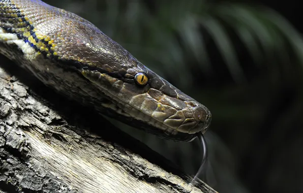 Language, macro, eyes, Python