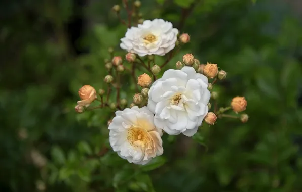 Greens, leaves, flowers, rose, roses, branch, garden, white