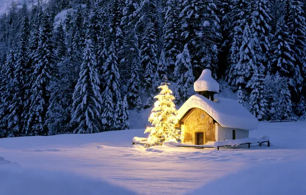 Winter, forest, light, snow, lights, ate, Christmas, Church