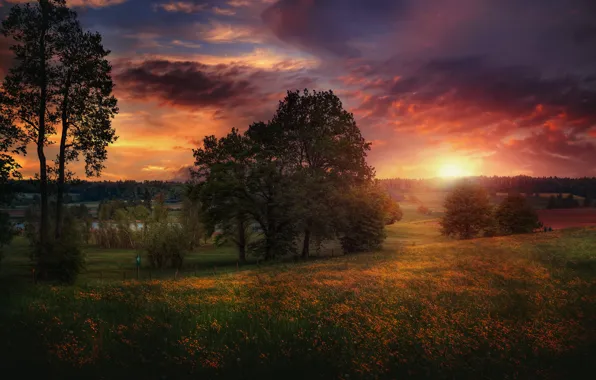 Picture trees, sunset, flowers, Switzerland, meadow