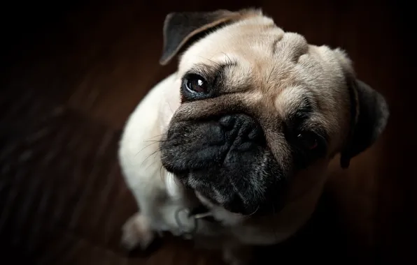 Look, dog, pug