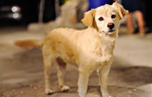Dogs, face, dog, beautiful, dog