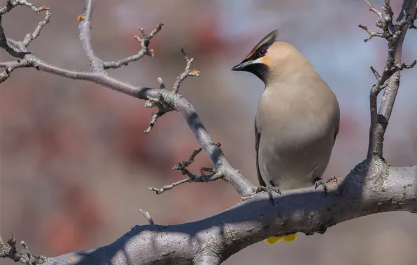 Picture branches, background, tree, bird, the Waxwing