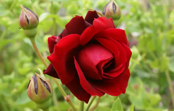Picture flowers, red, roses, garden, buds, bokeh
