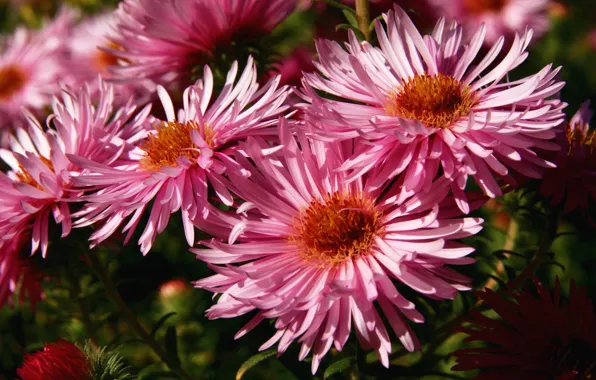 Macro, light, flowers, Bush, garden, pink, asters