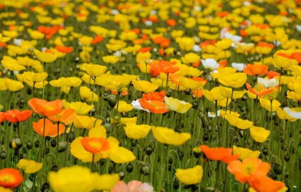 Flowers, Maki, yellow, orange, a lot, different, poppy field