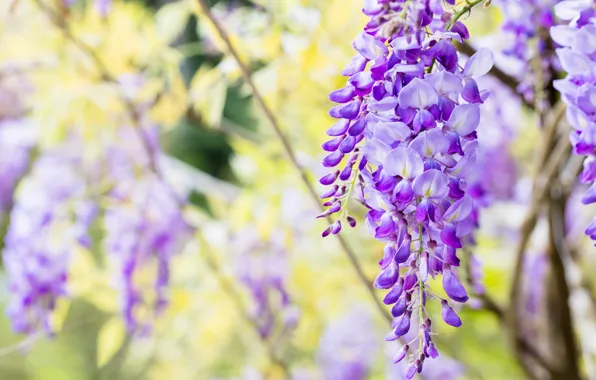 Flowers, branches, nature, background, color, beauty, spring, flowering