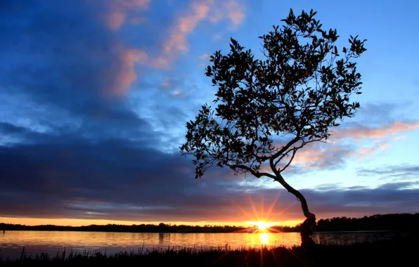 Picture the sky, the sun, clouds, rays, river, sunrise, tree, shore