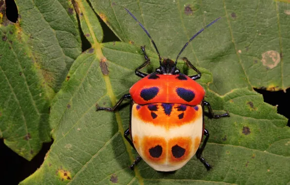 Macro, Leaves, Beetle