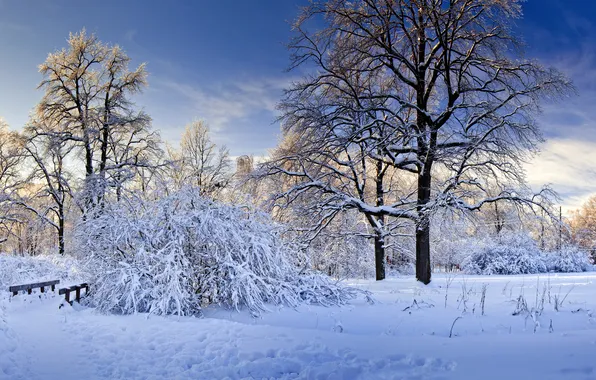 Winter, frost, forest, snow, trees, branches, nature, Park