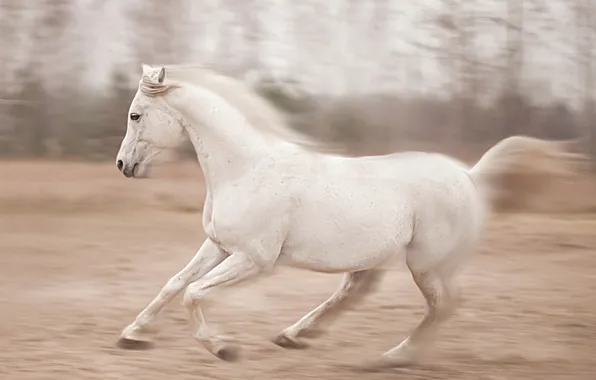 Picture nature, horse, running