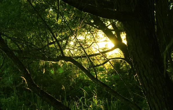 The sun, Forest, gossamer