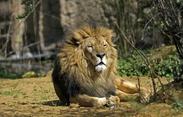 Picture cat, stay, Leo