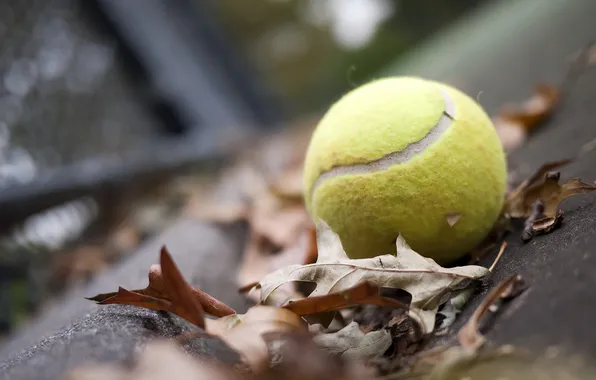 Picture green, yellow, leaves, tennis, ball