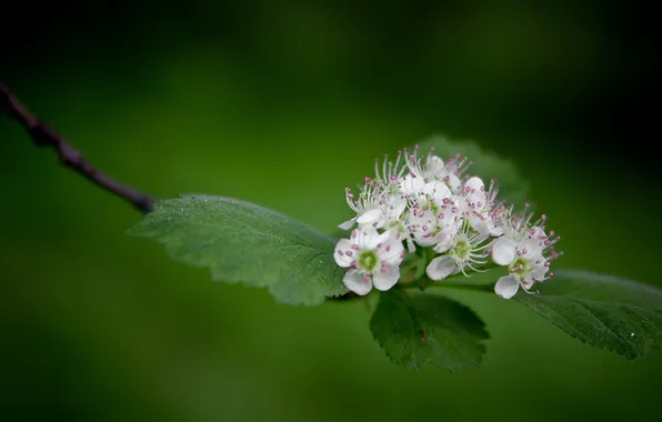 Leaves, flowers, branches, petals, white