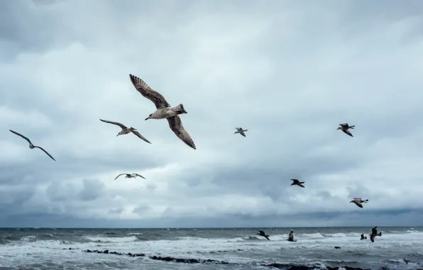Picture Baltic Sea, nature, birds