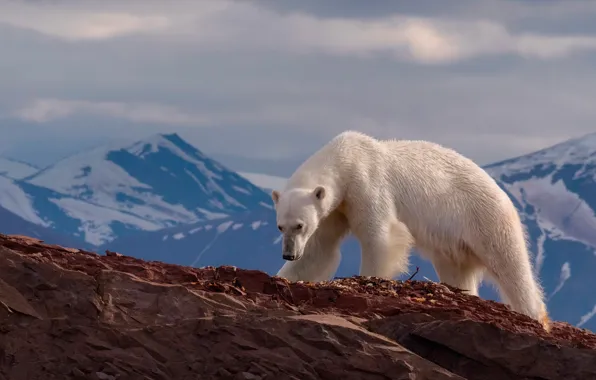 Picture landscape, mountains, nature, stones, rocks, polar bear