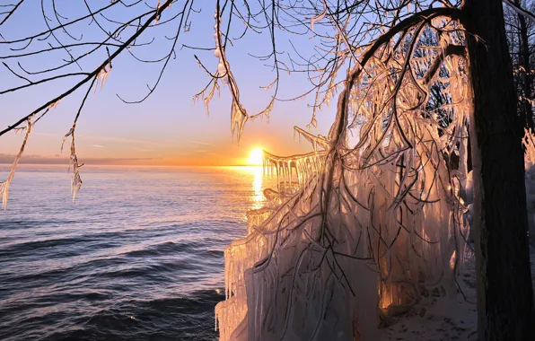 Ice, sea, the sun, tree, icicles