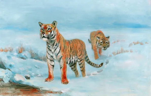 Winter, Snow, Picture, Two, Tigers, Predators, Siberian tiger, Big Cats