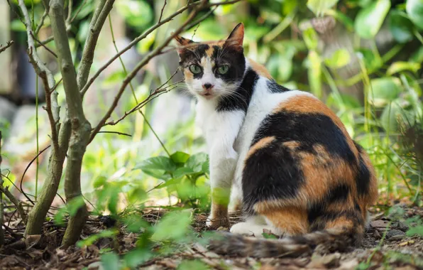 Cat, look, wool