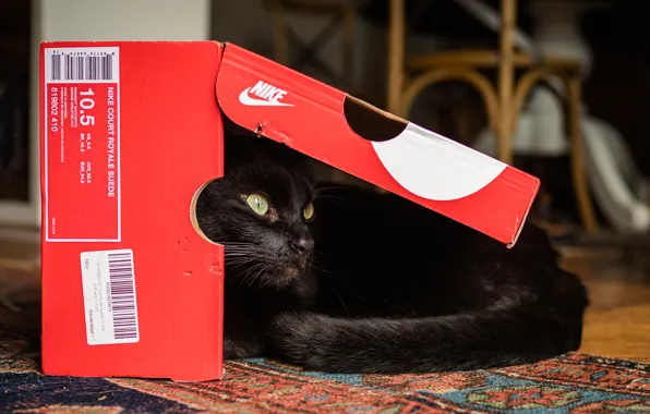 Cat, cat, look, red, background, box, black, the game