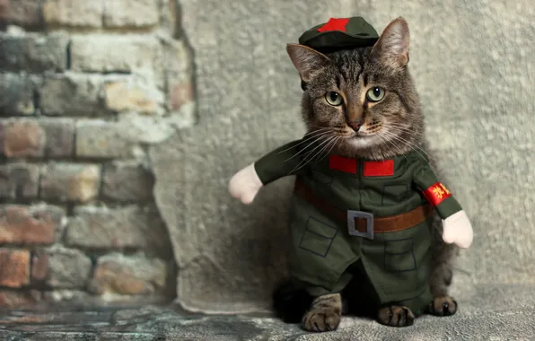 Cat, cat, look, grey, wall, clothing, soldiers, costume
