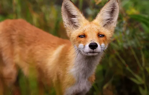 Picture look, animal, muzzle, Fox, red