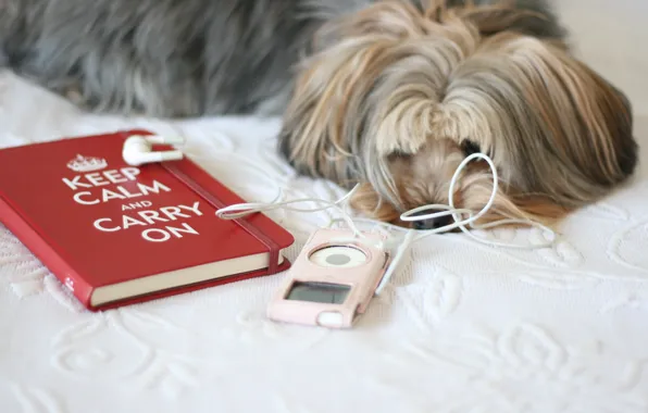 Picture red, background, pink, the inscription, Wallpaper, mood, bed, dog