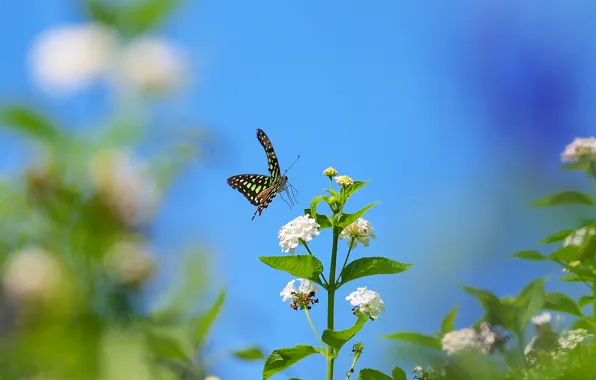 Picture the sky, flowers, butterfly, plant, insect