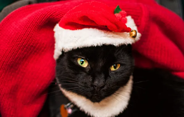 Cat, cat, look, pose, black, portrait, Christmas, New year