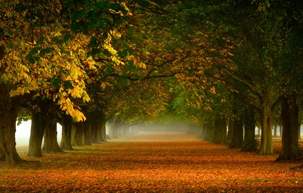Trees, nature, fog, foliage, orange, Autumn, track, alley
