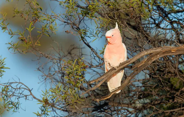 Leaves, branches, background, tree, pink, blue, bird, parrot