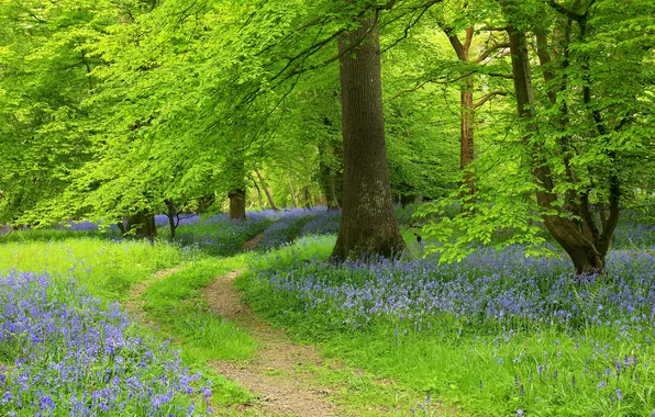 Picture forest, trees, flowers, nature, Park, spring